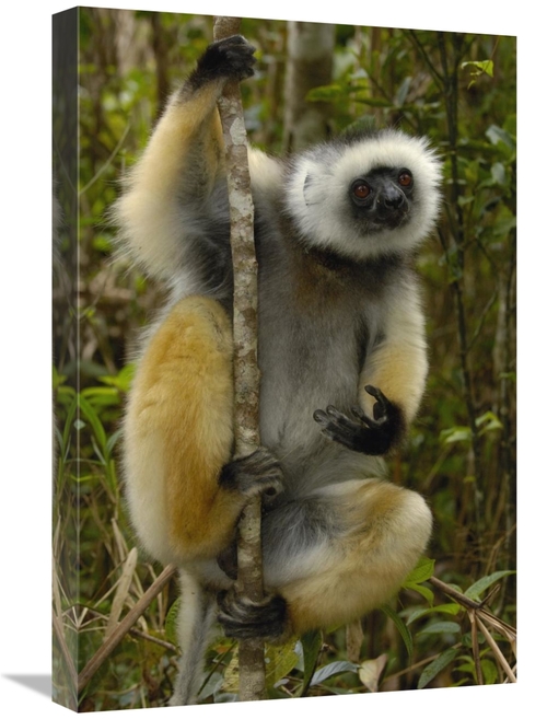 Global Gallery GCS-453034-1624-142 16 x 24 in. Diademed Sifaka, Ma