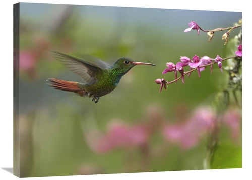 Global Gallery GCS-396455-2432-142 24 x 32 in. Rufous-Tailed Hummingbi