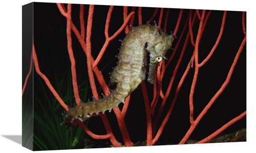 Global Gallery GCS-450615-1218-142 12 x 18 in. Seahorse on Coral, 