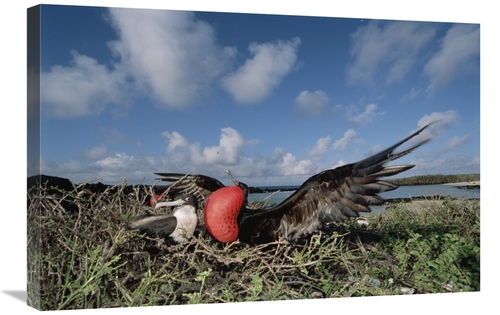Global Gallery GCS-451523-2030-142 20 x 30 in. Great Frigatebird Femal