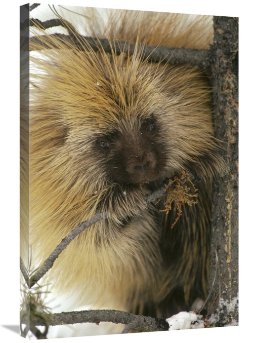 Global Gallery GCS-451868-2030-142 20 x 30 in. Common Porcupine Feedin