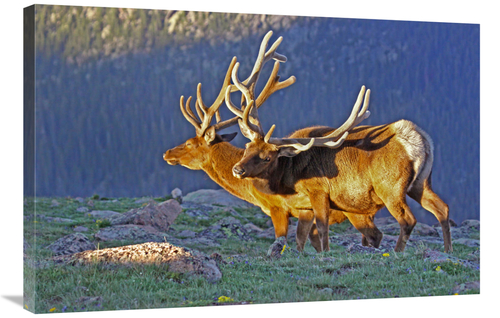 Global Gallery GCS-486549-36-142 36 in. Bull Elks at Sunrise Art Print