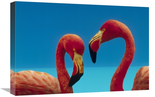 Global Gallery GCS-396304-1624-142 16 x 24 in. Greater Flamingo Courti
