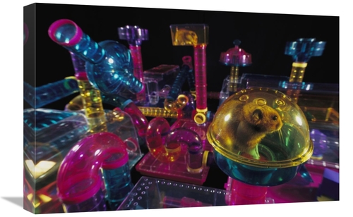 Global Gallery GCS-453381-1624-142 16 x 24 in. Golden Hamster in Its P