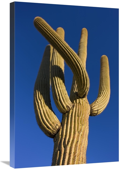 Global Gallery GCS-395310-2030-142 20 x 30 in. Saguaro Cactus, Sag