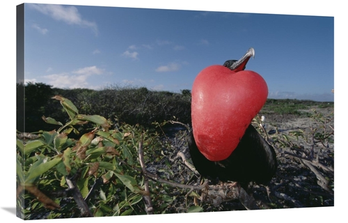 Global Gallery GCS-451510-2436-142 24 x 36 in. Great Frigatebird Male 