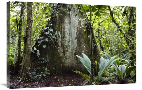 Global Gallery GCS-452675-2436-142 24 x 36 in. Mountain Rainforest&#44