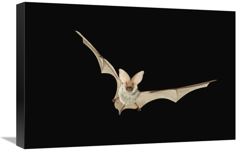 Global Gallery GCS-395725-1624-142 16 x 24 in. Spotted Bat Flying at N