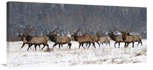 Global Gallery GCS-486576-40-142 40 in. Running in the Snow Art Print 