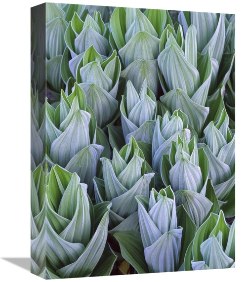 Global Gallery GCS-452049-1216-142 12 x 16 in. False Hellebore with Fr