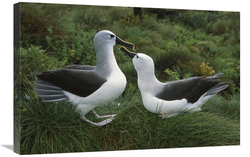 Global Gallery GCS-451791-2030-142 20 x 30 in. Yellow-Nosed Albatross 