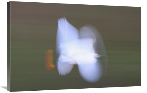 Global Gallery GCS-397603-2436-142 24 x 36 in. Snowy Egret Flying,