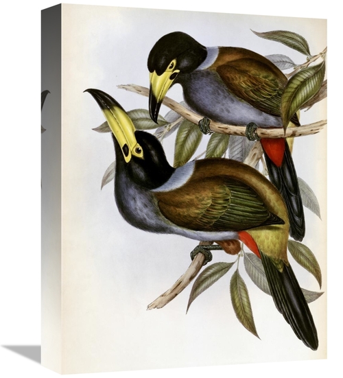 Global Gallery GCS-277766-16-142 16 in. Hooded Hill Toucan Art Print -