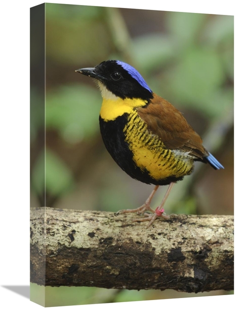 Global Gallery GCS-397537-1218-142 12 x 18 in. Gurneys Pitta Male,