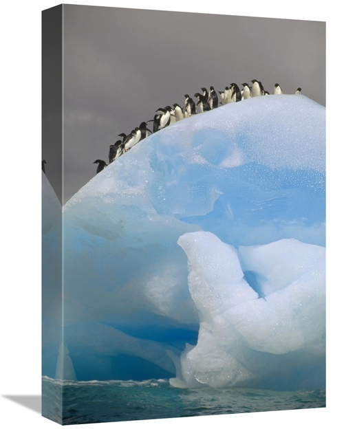 Global Gallery GCS-451093-1218-142 12 x 18 in. Adelie Penguin Group on