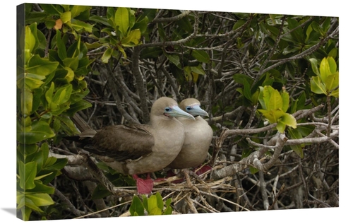 Global Gallery GCS-453053-2436-142 24 x 36 in. Red-Footed Boobies on N