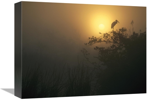 Global Gallery GCS-396589-1216-142 12 x 16 in. Wood Stork Perched in T