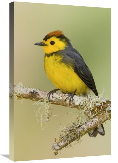 Global Gallery GCS-397267-2030-142 20 x 30 in. Collared Redstart, 