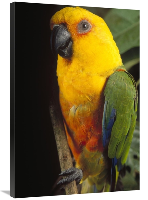 Global Gallery GCS-397693-2436-142 24 x 36 in. Yellow-Faced Parrot Por
