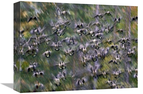 Global Gallery GCS-396131-1216-142 12 x 16 in. Canada Goose Flock Flyi