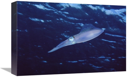Global Gallery GCS-450749-1218-142 12 x 18 in. Squid Portrait, Bon