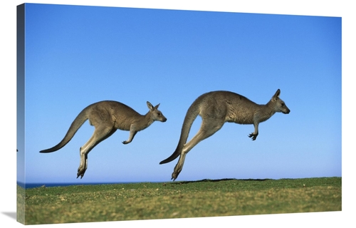 Global Gallery GCS-395904-2436-142 24 x 36 in. Eastern Grey Kangaroo T