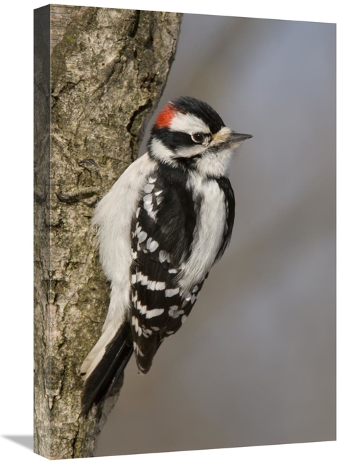 Global Gallery GCS-397390-1624-142 16 x 24 in. Downy Woodpecker Male&#