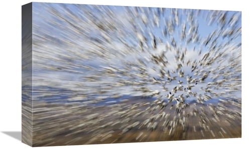 12 x 18 in. Snow Goose Massive Flock Flying, Bosque Del Apache Nat