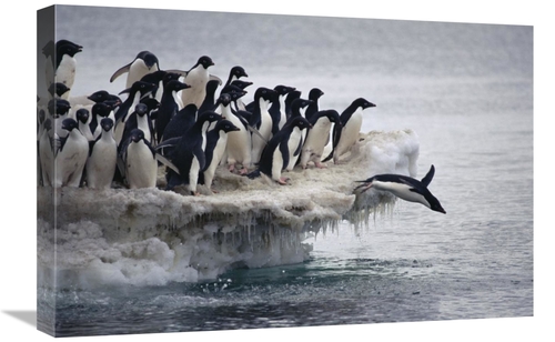 Global Gallery GCS-395645-1624-142 16 x 24 in. Adelie Penguin Leaping 