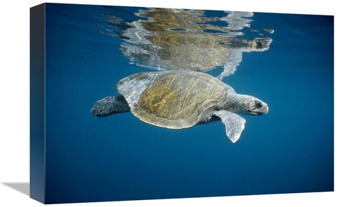 Global Gallery GCS-395638-1218-142 12 x 18 in. Olive Ridley Sea Turtle