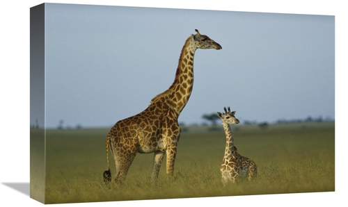 Global Gallery GCS-452188-1218-142 12 x 18 in. Giraffe Adult & Foal on