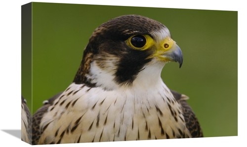 Global Gallery GCS-453105-1218-142 12 x 18 in. Peregrine Falcon Portra