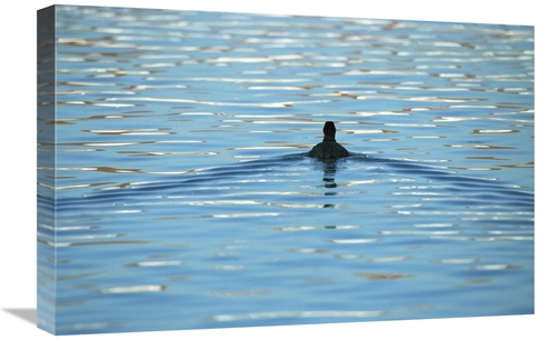 Global Gallery GCS-452548-1624-142 16 x 24 in. Coot Swimming Away,
