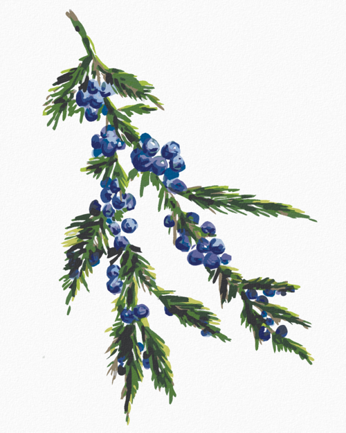 Paint by Numbers - JUNIPER BRANCH (ALEXANDRIA GILBERT)