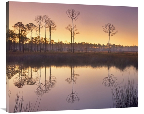 Global Gallery GCS-396318-40-142 40 in. Pineland at Piney Point Near H