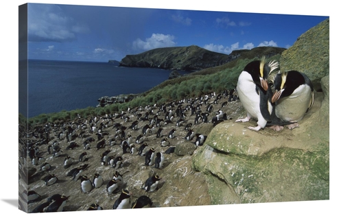 Global Gallery GCS-451681-2030-142 20 x 30 in. Erect-Crested Penguines