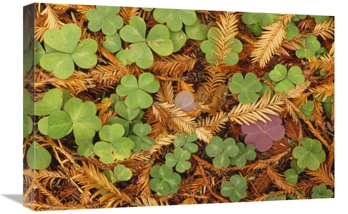 Global Gallery GCS-452833-1624-142 16 x 24 in. Woodsorrel & Coast Redw