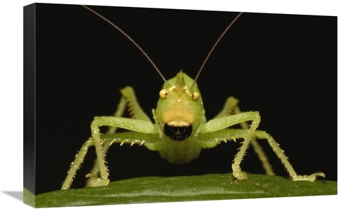 Global Gallery GCS-453207-1624-142 16 x 24 in. Katydid Close-Up Portra