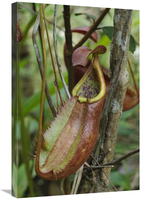 Global Gallery GCS-397571-2030-142 20 x 30 in. Pitcher Plant Pitcher&#