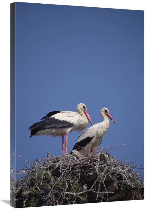 Global Gallery GCS-452383-2436-142 24 x 36 in. White Stork Couple At N