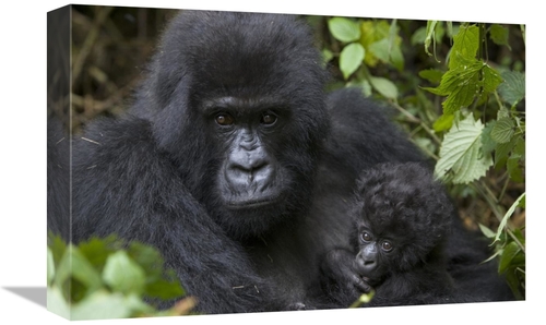 Global Gallery GCS-395875-1218-142 12 x 18 in. Mountain Gorilla Mother