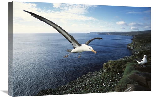 Global Gallery GCS-451609-2030-142 20 x 30 in. Campbell Albatross Comi