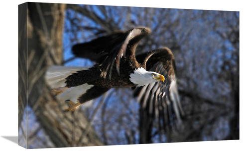 Global Gallery GCS-486527-22-142 22 in. Taking Flight Art Print - Vic 