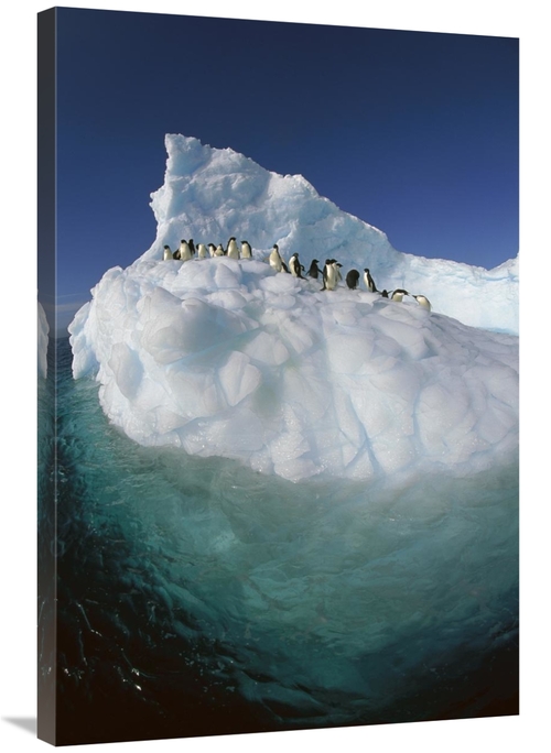 Global Gallery GCS-397788-2436-142 24 x 36 in. Adelie Penguin Group Ri