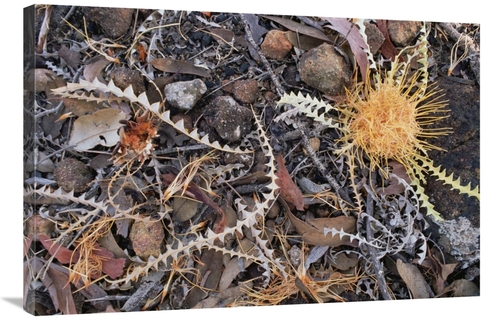 Global Gallery GCS-452864-2436-142 24 x 36 in. Acorn Banksia Among Lea