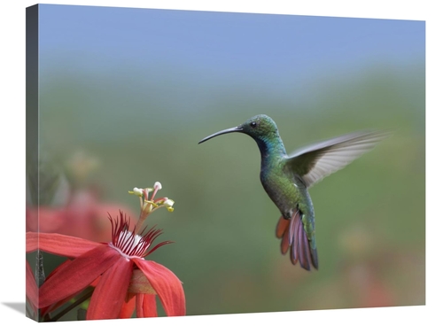 Global Gallery GCS-396536-2228-142 22 x 28 in. Green-Breasted Mango Hu