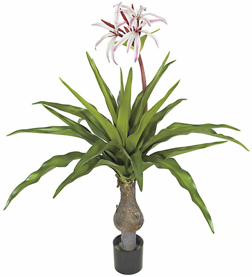 Autograph Foliages PR-101770 55 in. Crinum Plant, White & Fuchsi