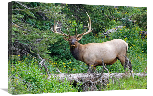 Global Gallery GCS-486556-30-142 30 in. Ready to Run Art Print - Vic S