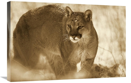Global Gallery GCS-453678-2030-142 20 x 30 in. Mountain Lion Portrait 