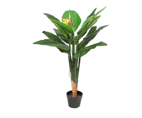 Bird Of Paradise In Plastic Pot 85 Cm